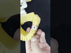 Porcelaine tout sur quatre pont de zirconium haute esthétique pont d'implant dentaire vis retenue